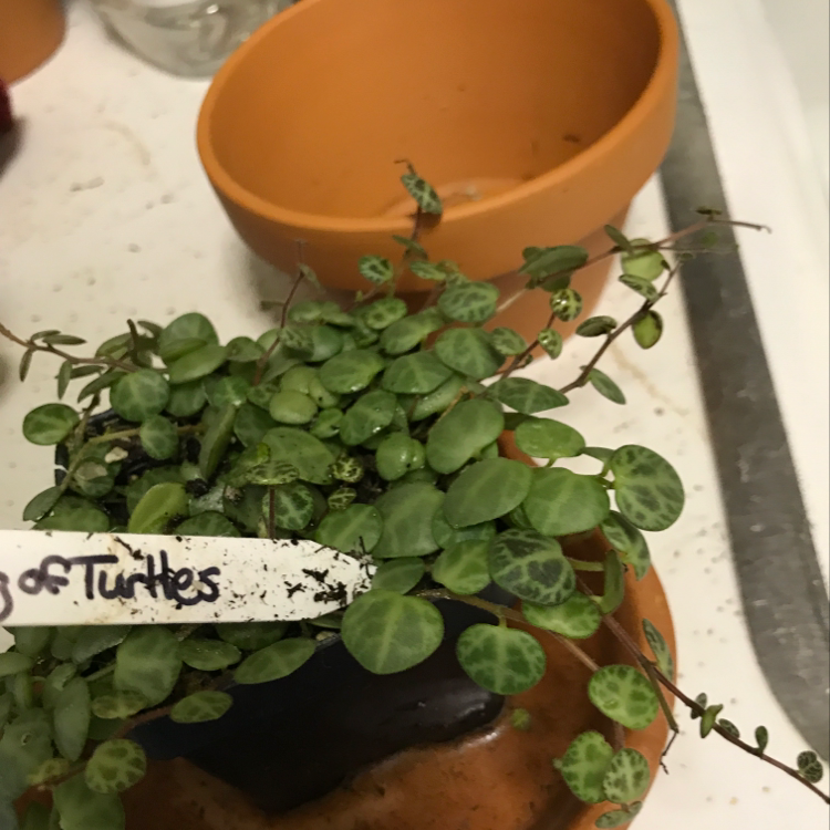 A healthy Chain of Hearts plant with green heart-shaped leaves trailing from a small terracotta pot labeled 'Turtles'.