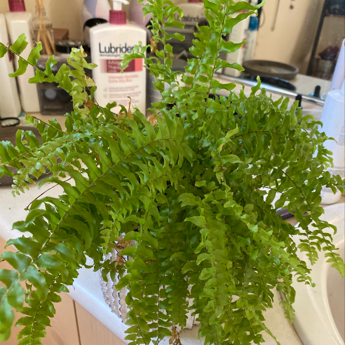 Healthy Boston Fern with lush green fronds, well-centered in frame. No signs of discoloration or disease on the foliage.