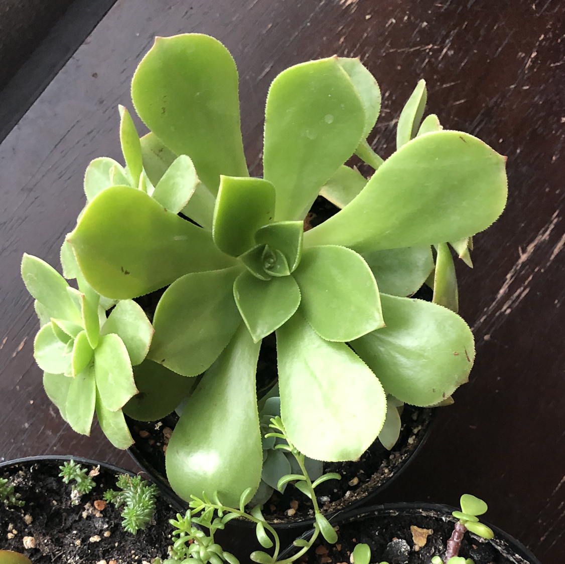 Healthy Tree Aeonium succulent with broad green leaves in a pot.