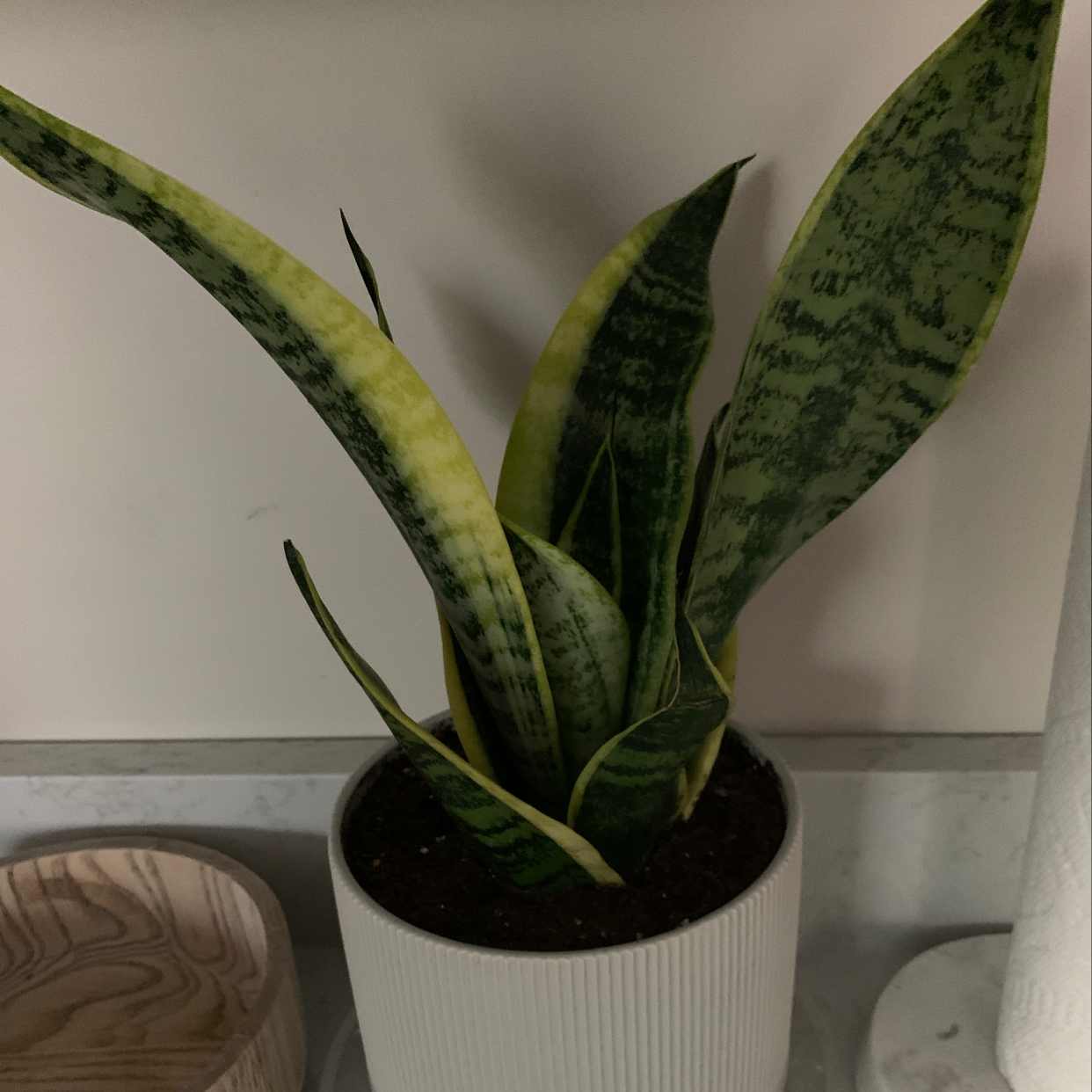 Snake Plant in a white pot with variegated green and yellow leaves. Some yellowing visible.