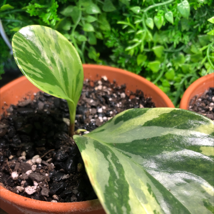 A healthy young variegated Peperomia obtusifolia plant with green and white patterned leaves, growing in a small terracotta pot.