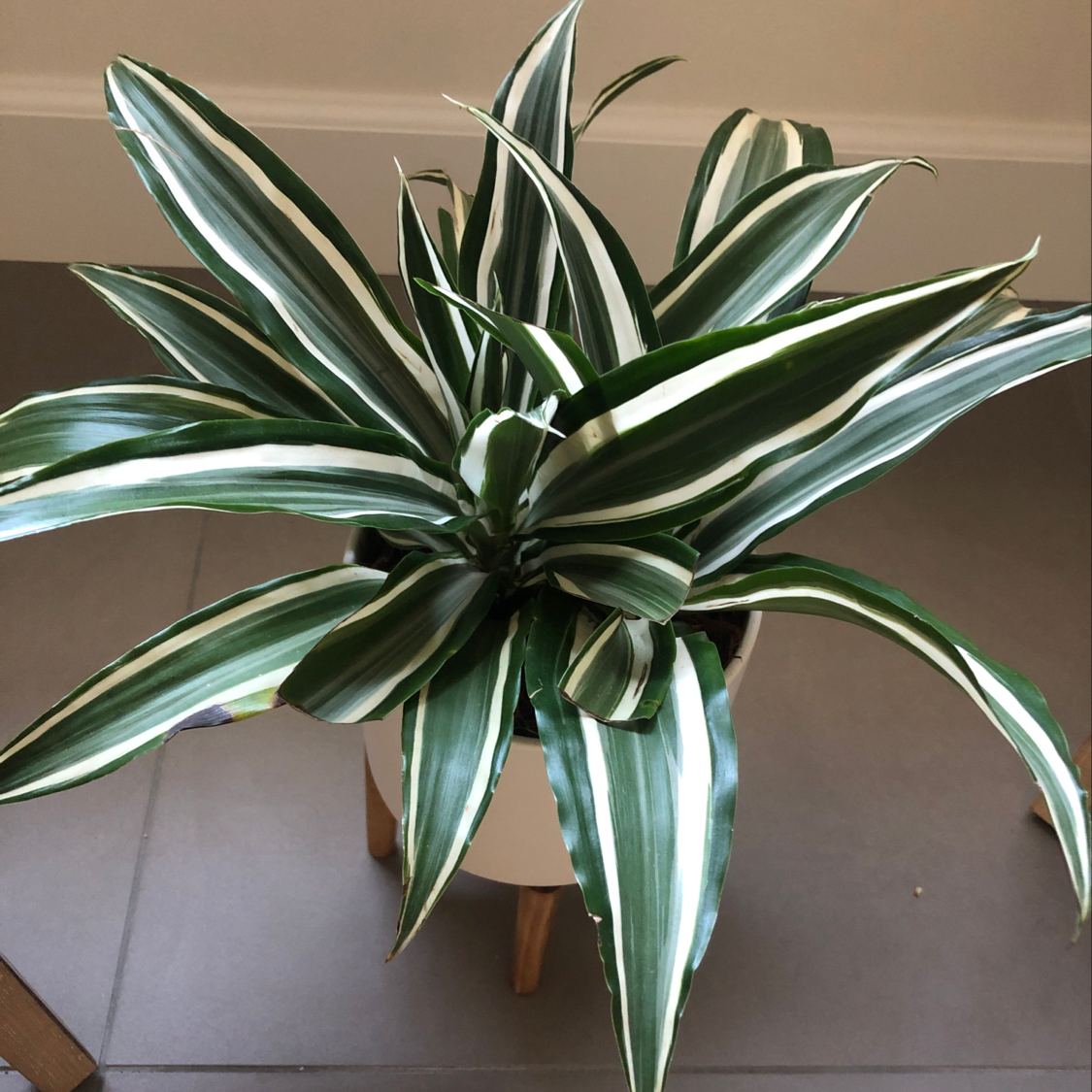 Healthy Cornstalk Dracaena with lush, green and white striped leaves growing in a spiral pattern, well-framed and in focus.