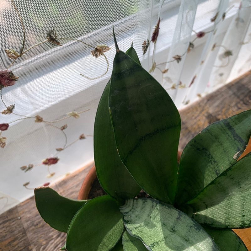 Plant care for Perfume Breeze on Greg, the plant care app
