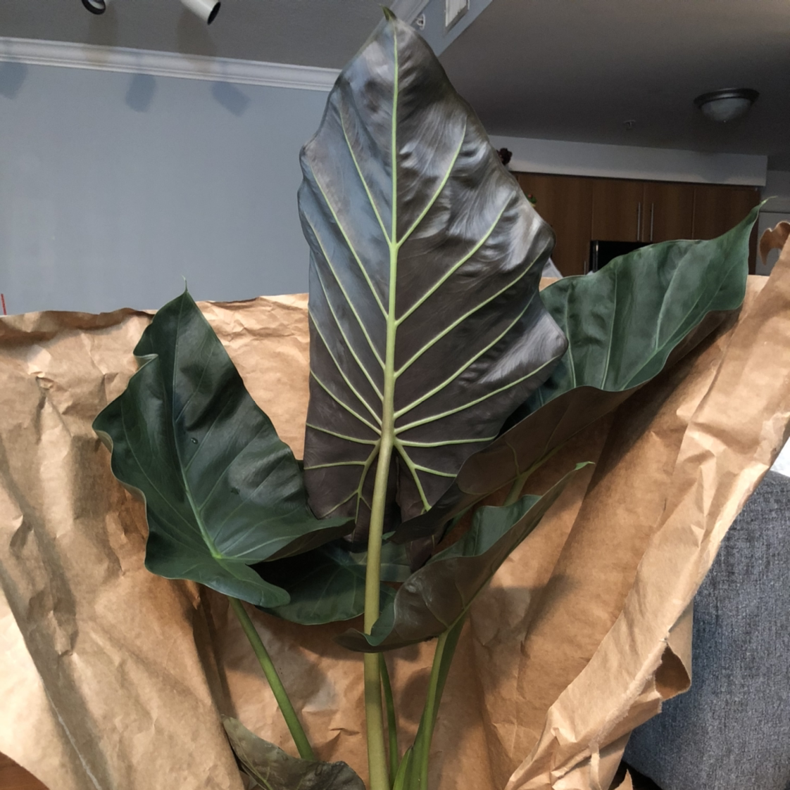 Arrowleaf Elephant Ear plant with large, dark green leaves and prominent veins.