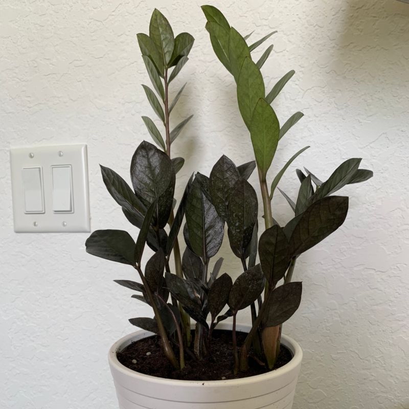 Healthy ZZ plant with lush green leaves in a white pot, free of discoloration or damage.