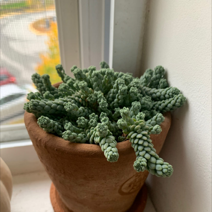 Healthy Burro's Tail succulent with dense blue-green leaves trailing from a clay pot on a windowsill.