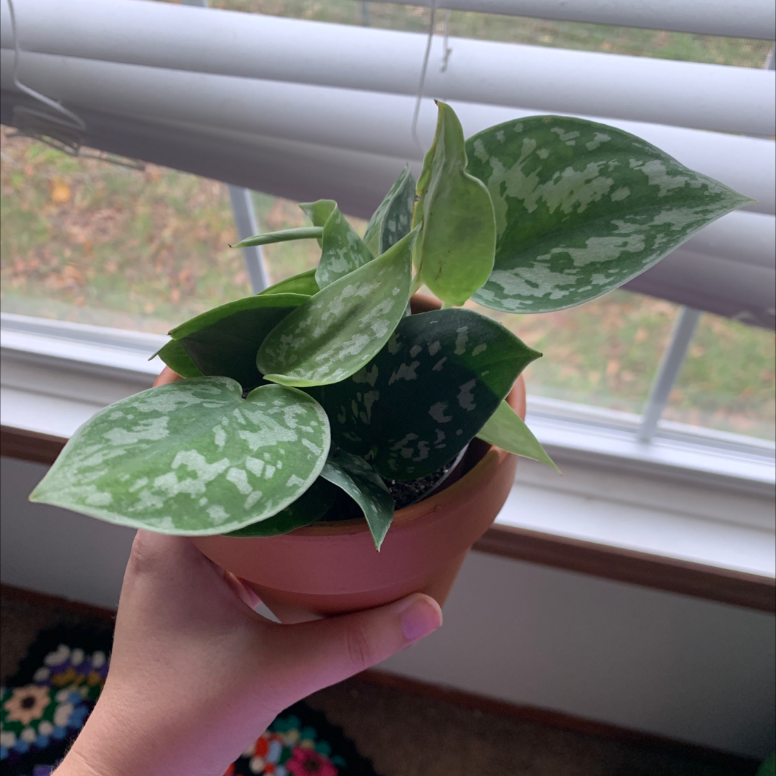 Close-up of a healthy, variegated Satin Pothos plant with silvery green leaves being held in front of a window with other houseplants.