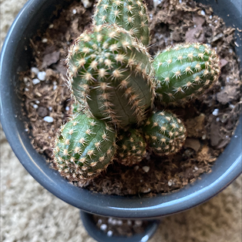 Close-up of a healthy Lace Hedgehog Cactus with dense white spines covering its spherical green body, planted in a blue ceramic pot.