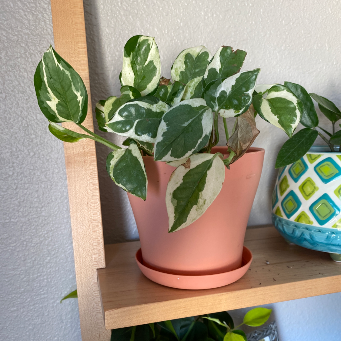 Healthy potted Pothos plant with variegated leaves showing slight yellowing, sitting on a wooden shelf.