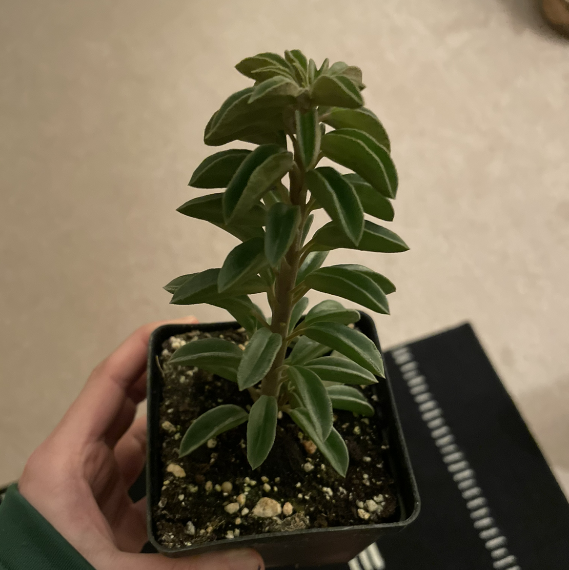 Pincushion Peperomia plant in a small pot held by a hand.