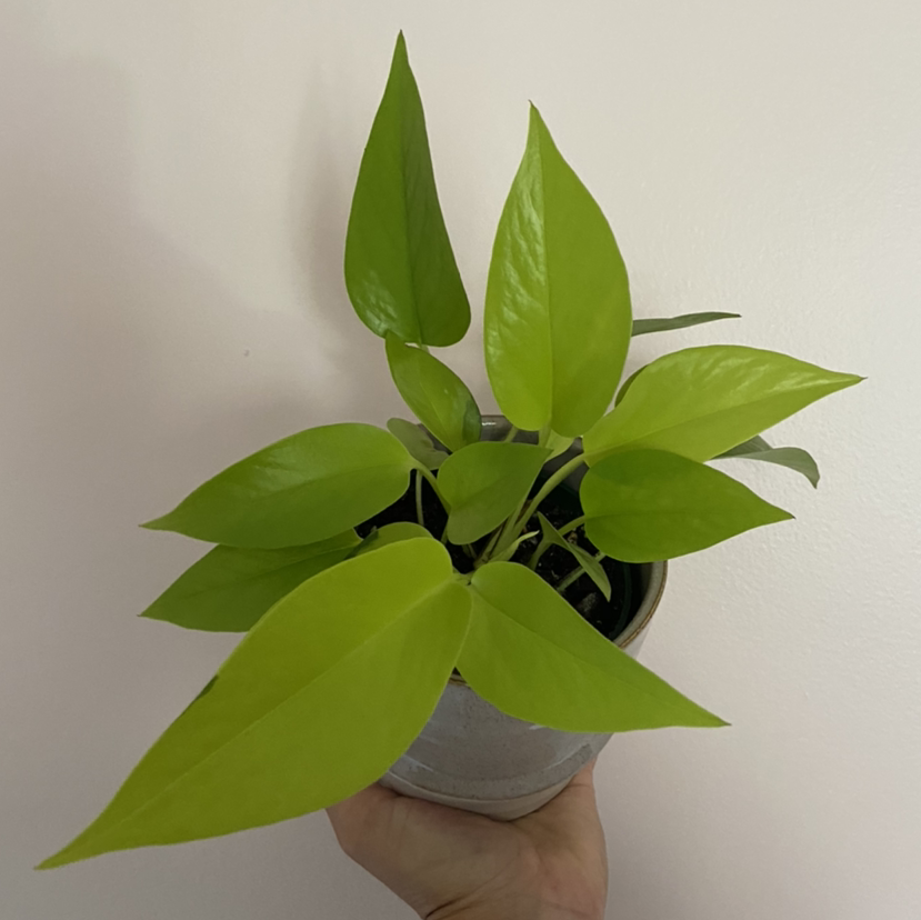 A hand holding a thriving, vibrant green Jade Pothos plant with lush, healthy leaves against a plain background.