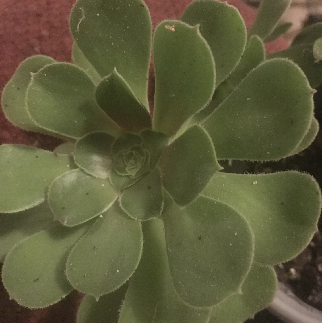 Close-up of a healthy Tree Aeonium succulent with rosette-shaped leaves.