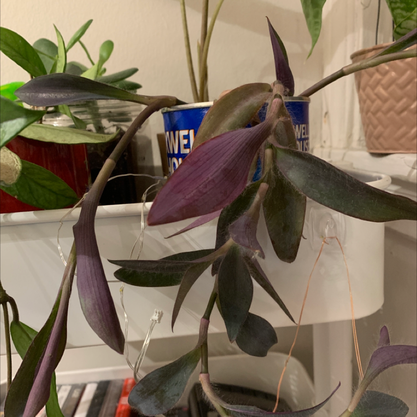 Thriving Purple Heart plant in a woven basket, displaying vibrant purple foliage. Multiple plants are potted together for a full, lush look.