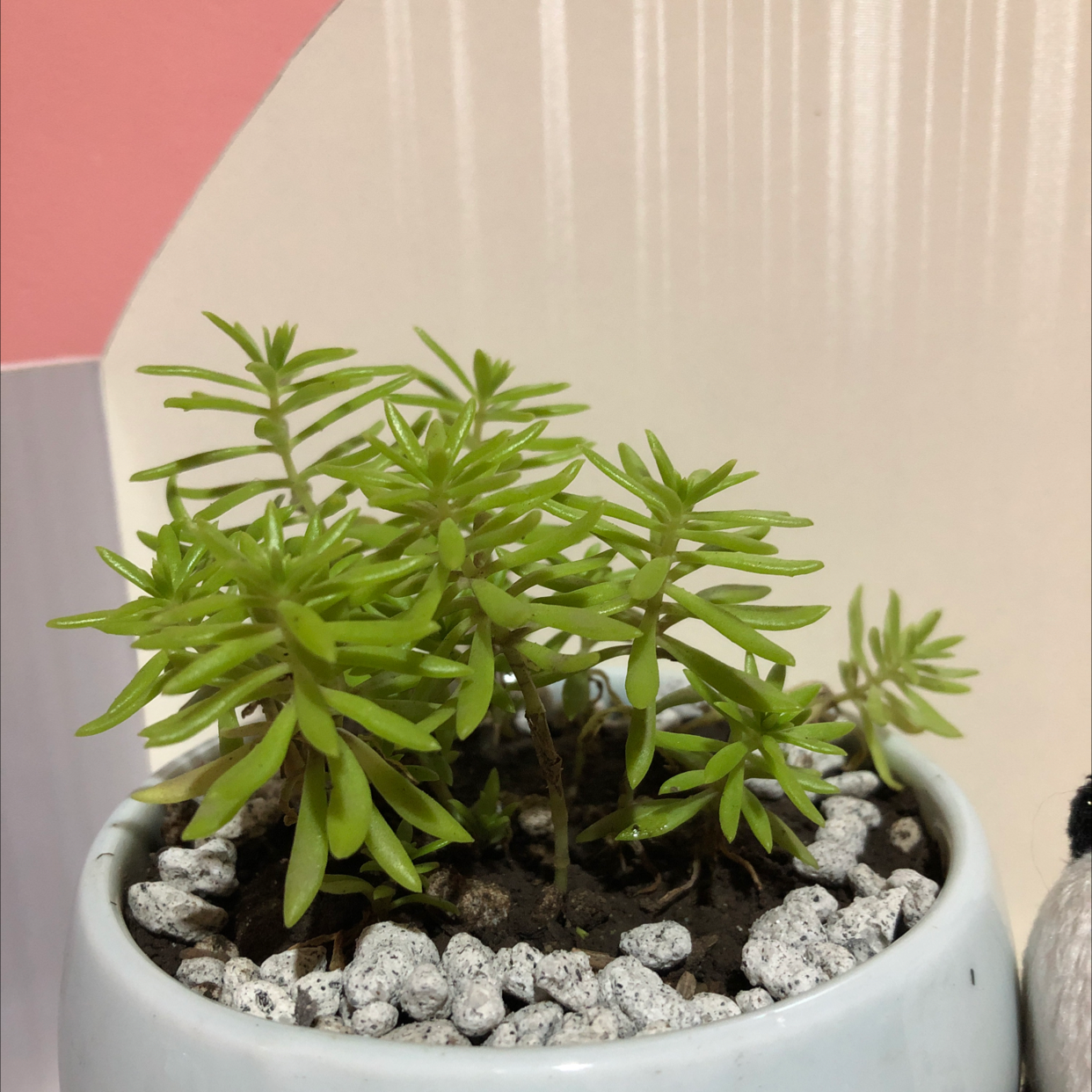 Jenny's Stonecrop plant in a white pot with white pebbles, healthy green leaves.