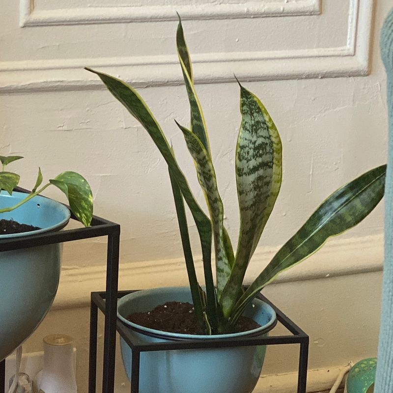 Snake Plant (Sansevieria trifasciata) in a blue pot with healthy, upright leaves.