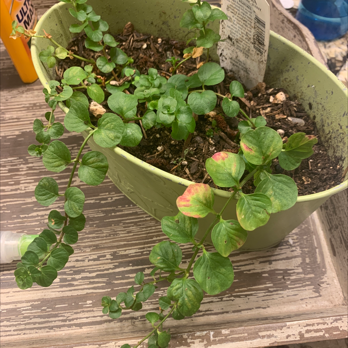 Potted Creeping Jenny plant with some yellowing and browning leaves.