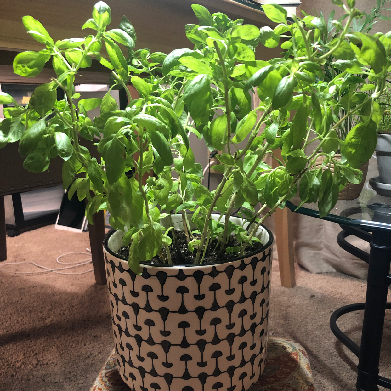 Sweet Basil plant in a decorative pot with healthy green leaves.