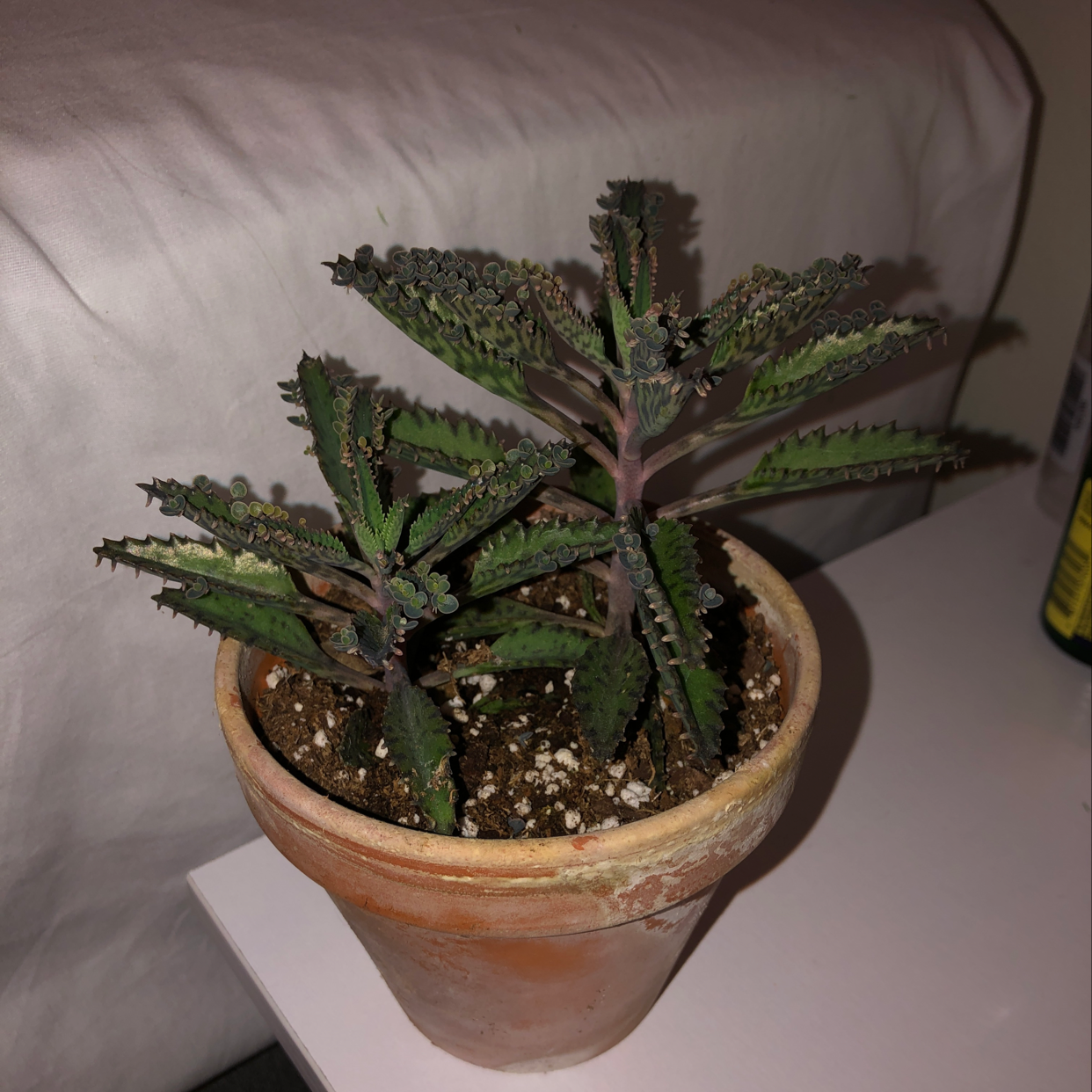 Healthy Mother of Thousands plant in a terracotta pot, with long narrow leaves covered in tiny plantlets along the edges.