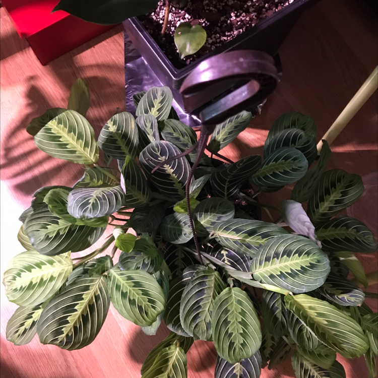 Close-up of a healthy, lush green prayer plant with characteristic striped leaves, thriving and upright.