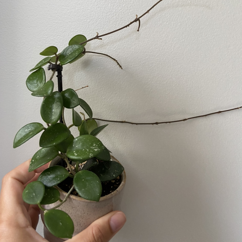 Close-up of a healthy potted wax plant with glossy green leaves being held in someone's hand.