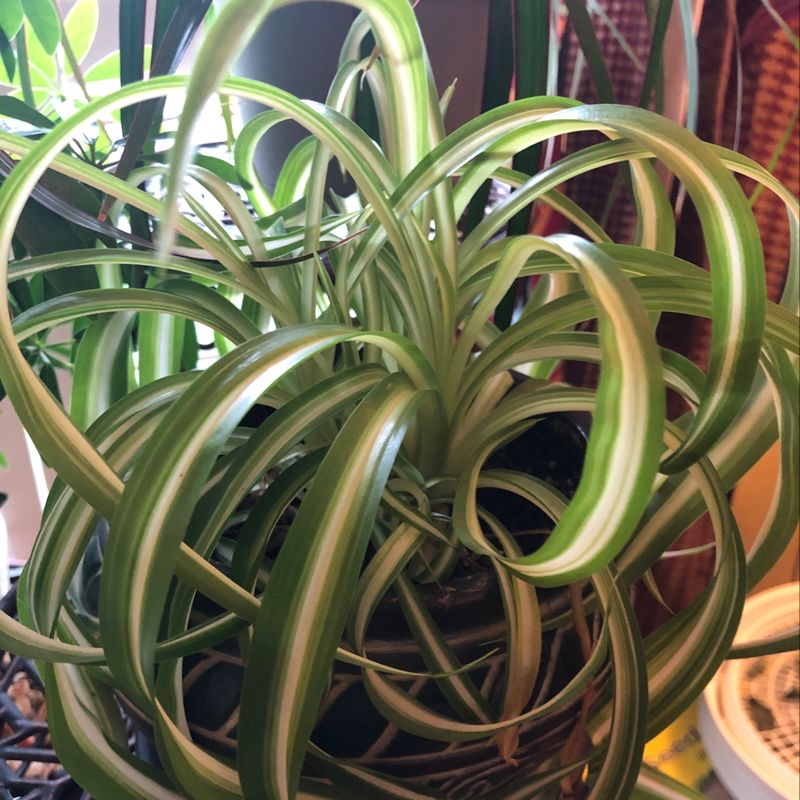 Healthy Curly Spider Plant with vibrant green and white striped leaves.