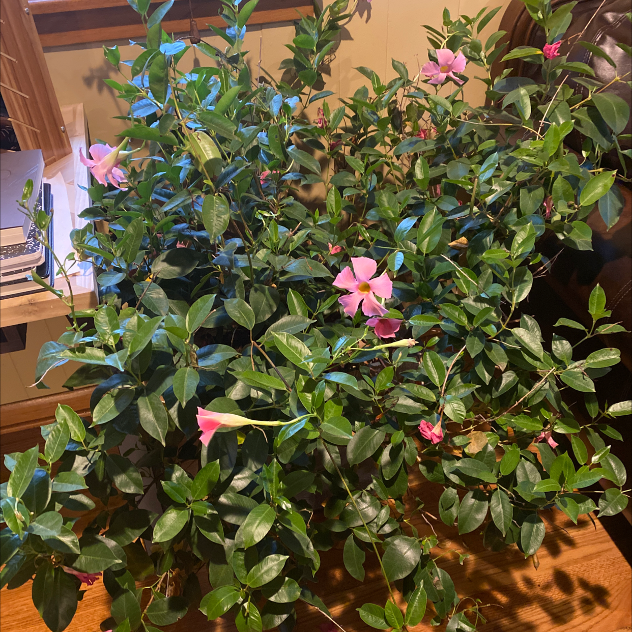 Brazilian Jasmine plant with green leaves and pink flowers, placed indoors on a wooden surface.
