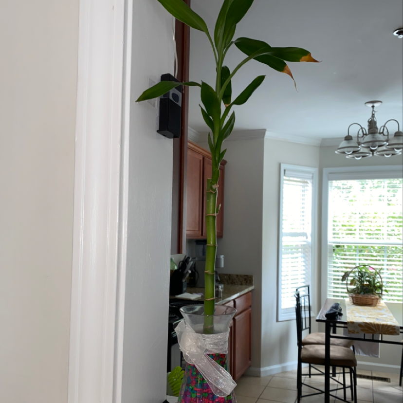 A healthy, thriving lucky bamboo plant in a pot near a sunny window in a home.