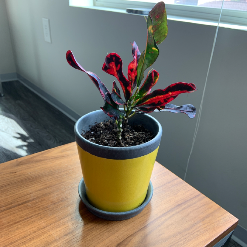 A healthy, colorful Croton 'Petra' plant in a yellow planter, with vibrant green, red and yellow leaves.