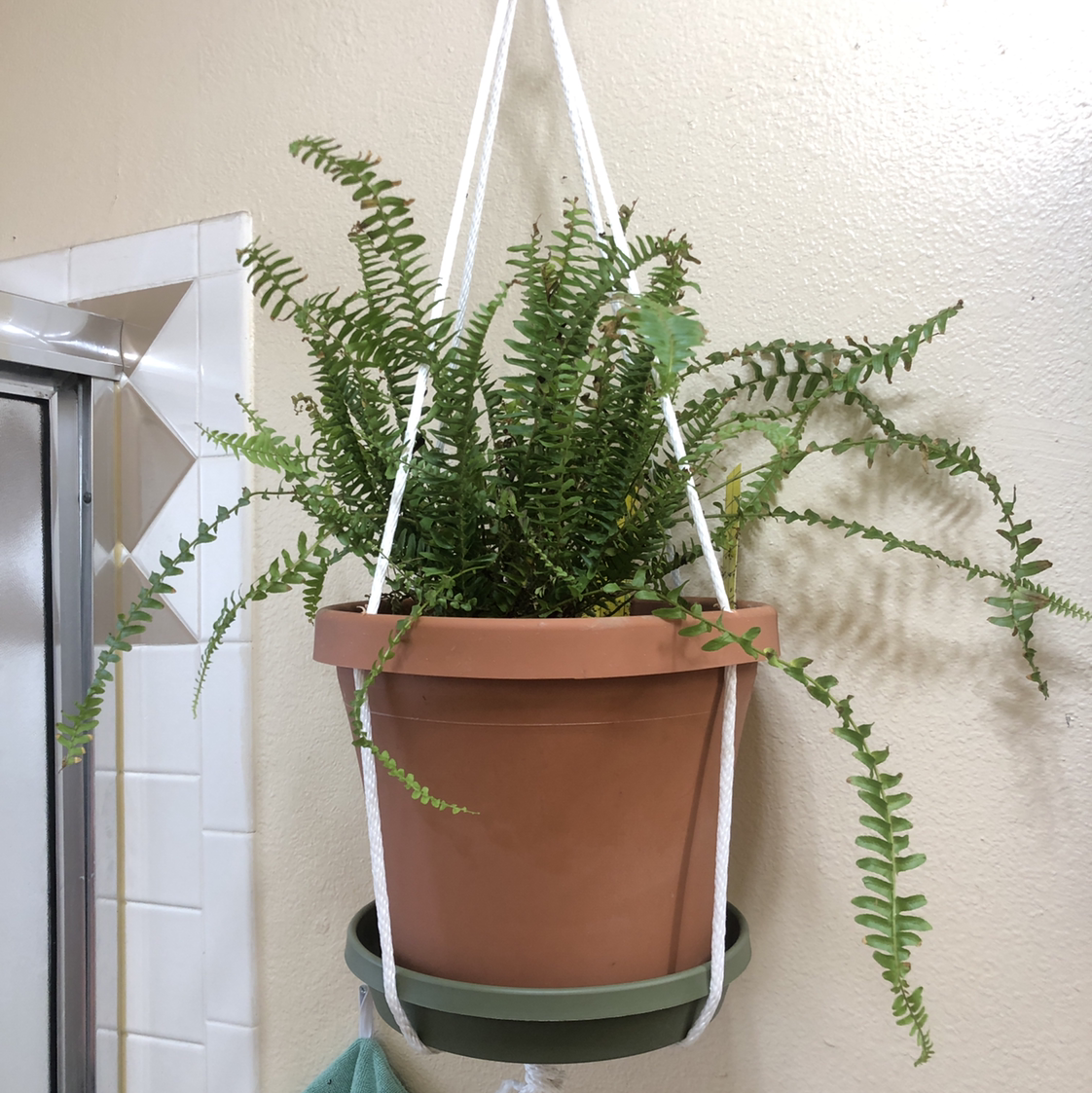 Kimberly Queen Fern in a hanging pot with vibrant green fronds.