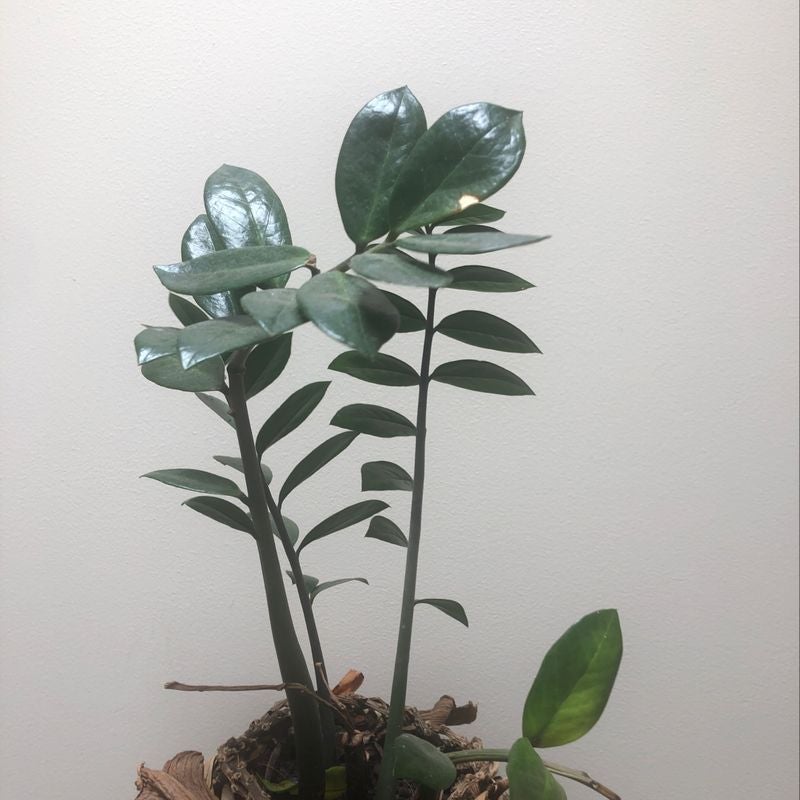 🔍 Diagnosing Zz Plant Root Rot