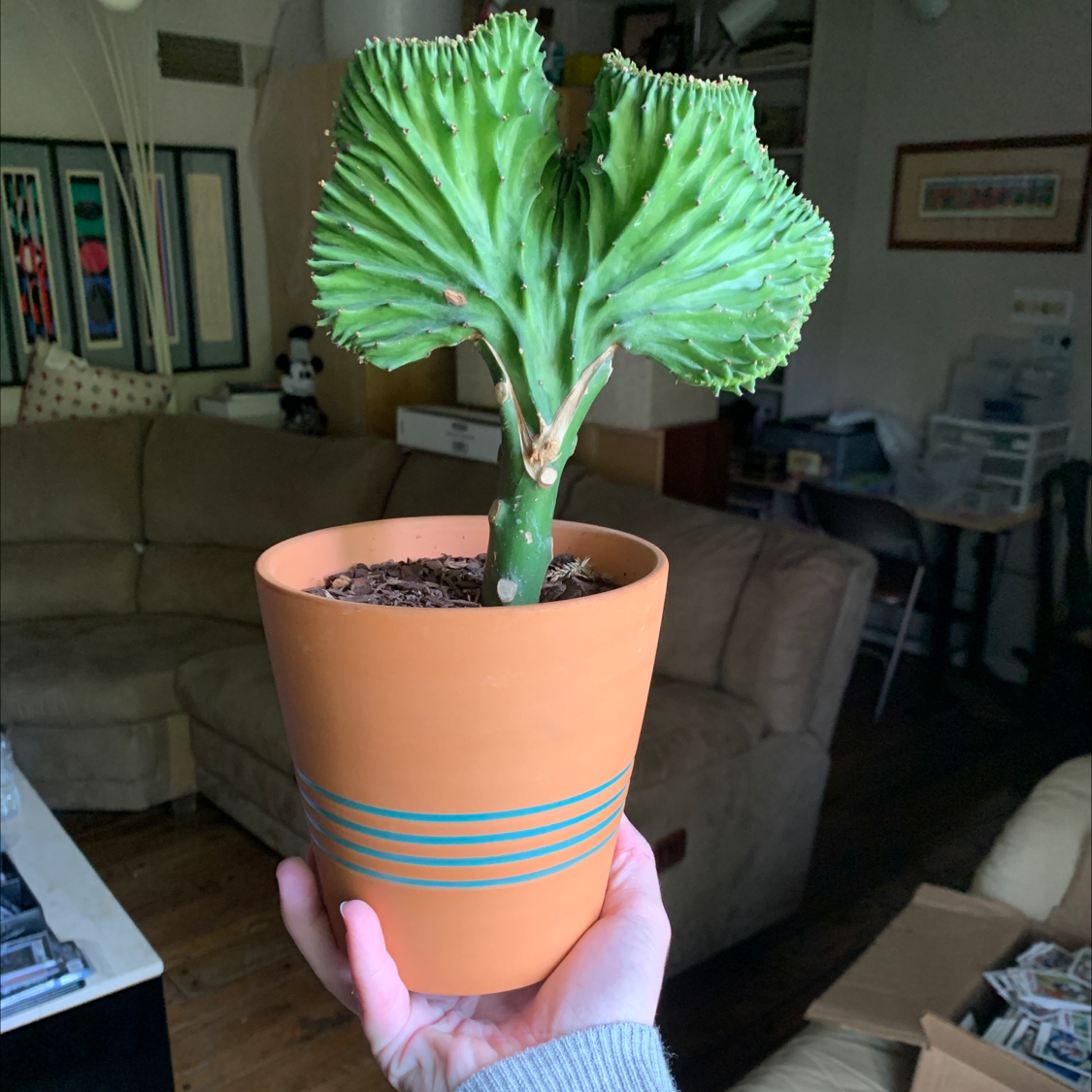 Candelabra Cactus in a terracotta pot with blue stripes, held by a hand indoors.