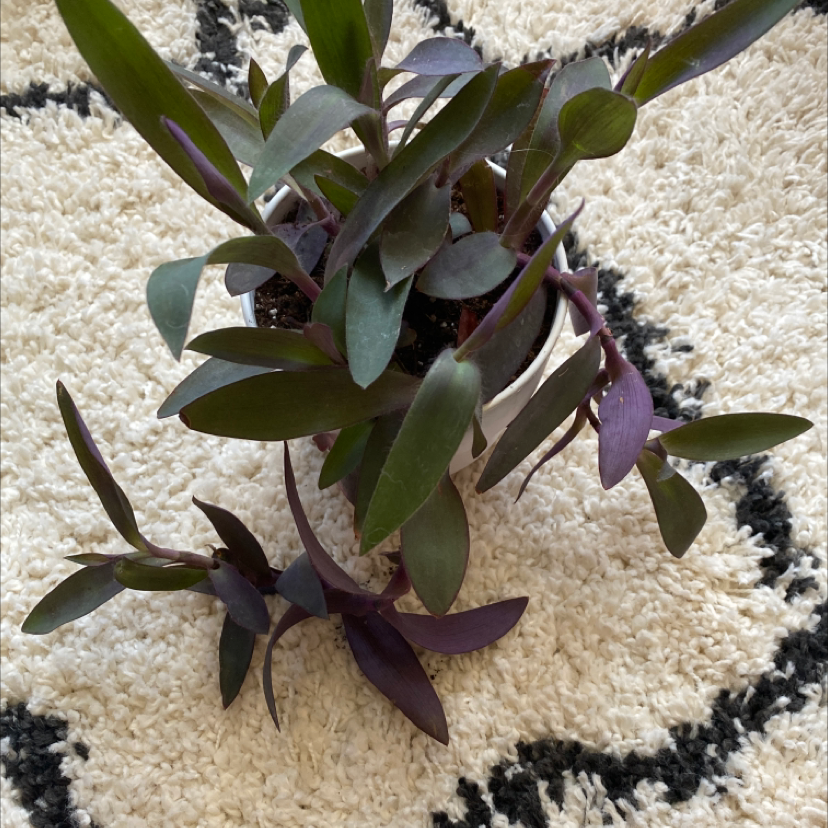 Potted Purple Heart plant with vibrant purple and green foliage, some yellowing leaves, on a light rug.