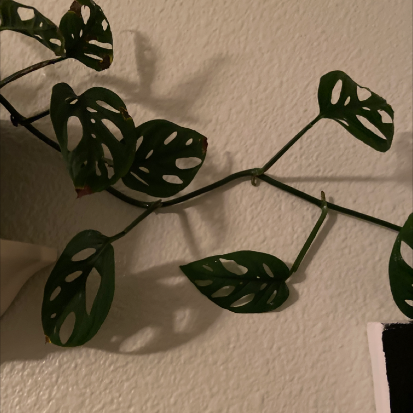Closeup of healthy Monstera deliciosa leaves with characteristic fenestrations, vibrant green color, and glossy texture.