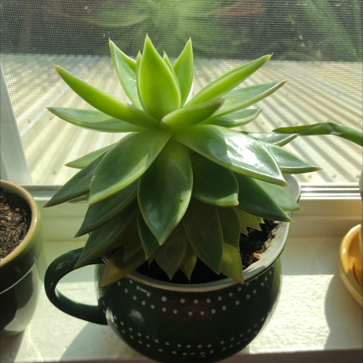 Healthy Lipstick Echeveria succulent in a decorative pot on a windowsill.