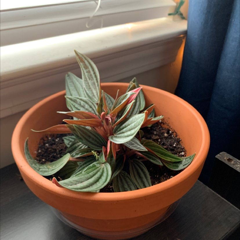 Potted Emerald Ripple Peperomia plant near a window, healthy with vibrant leaves.