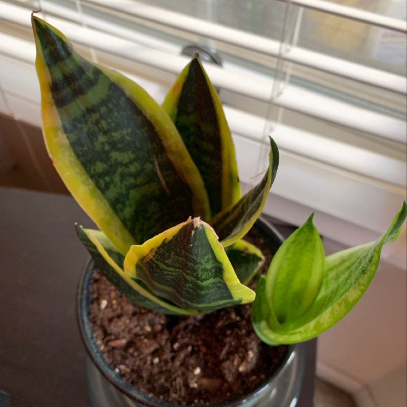 Propagating Snake Plant 🐍 Stepbystep Guide