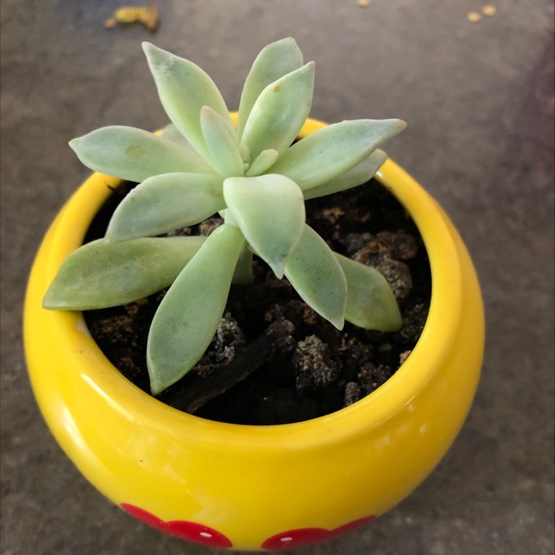Ghost Plant in a yellow pot with visible soil, appears healthy.