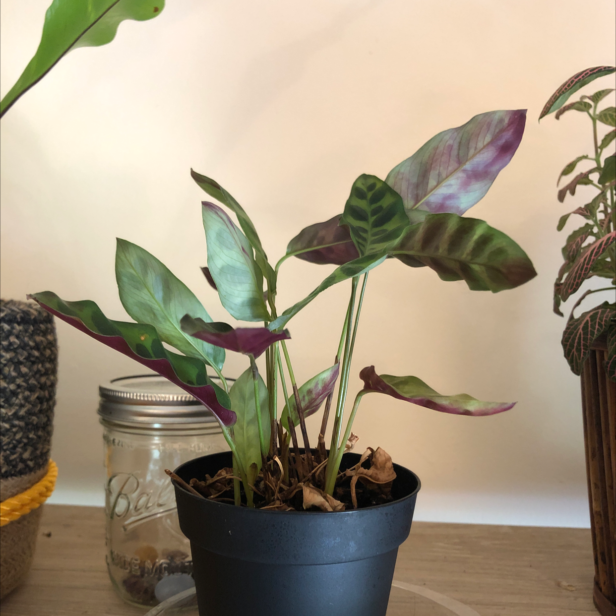 Photo of the plant species Drosera Spatulata by @carara named Calathea Rattlesnake on Greg, the plant care app