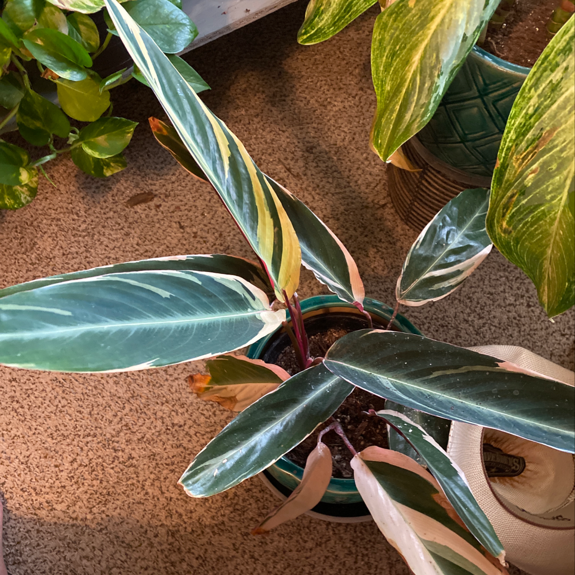 Triostar Stromanthe plant with variegated leaves, some yellowing and browning, potted with visible soil.