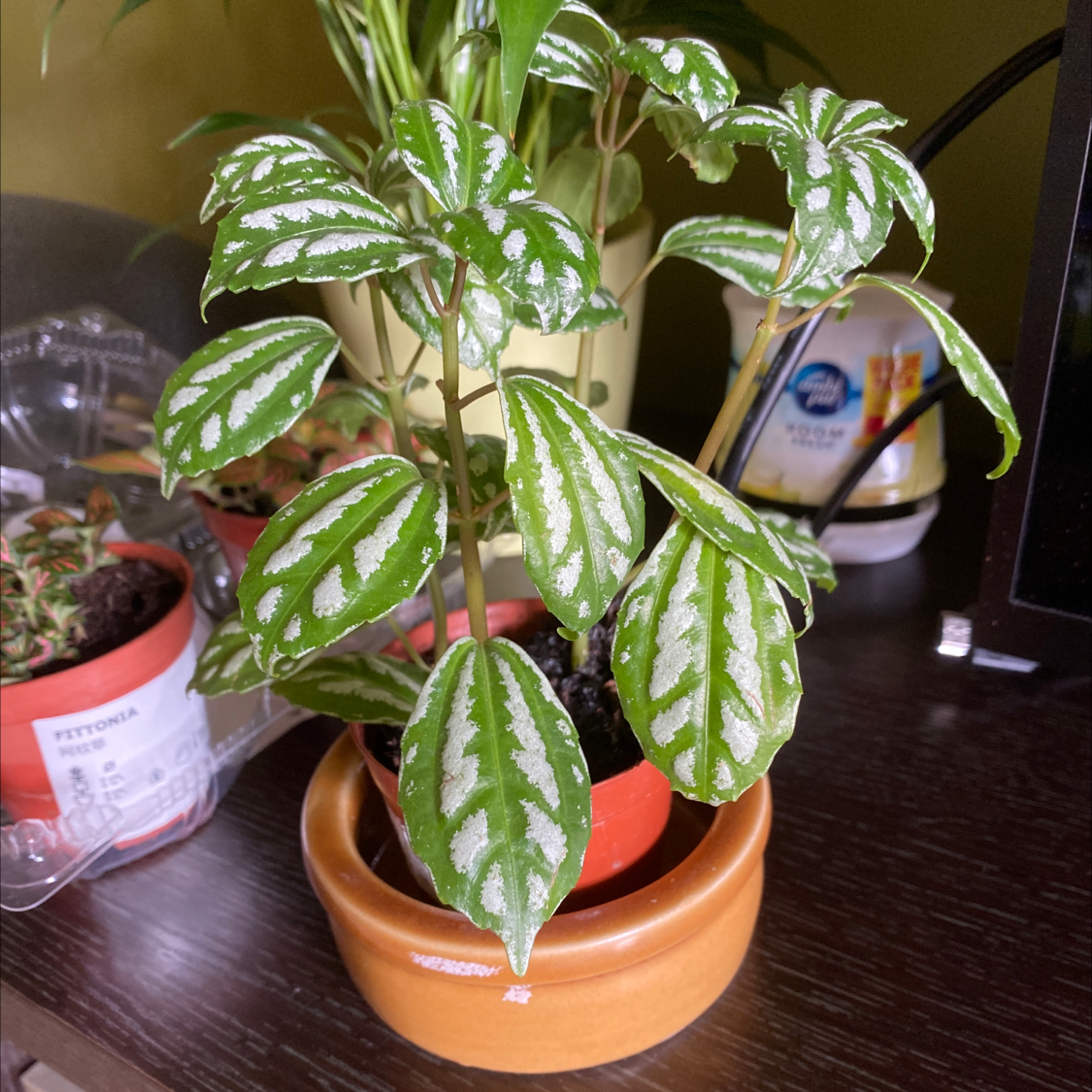 Healthy Aluminum Plant with vibrant green and silver leaves in a terracotta pot.