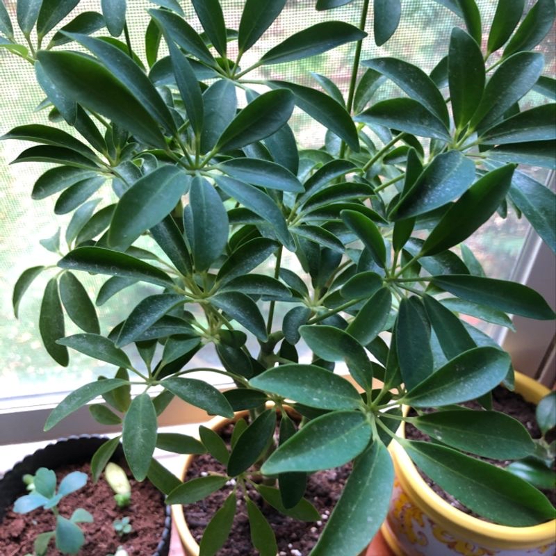 Healthy Dwarf Umbrella Tree with lush green leaves arranged in umbrella-like pattern, growing in yellow pot.