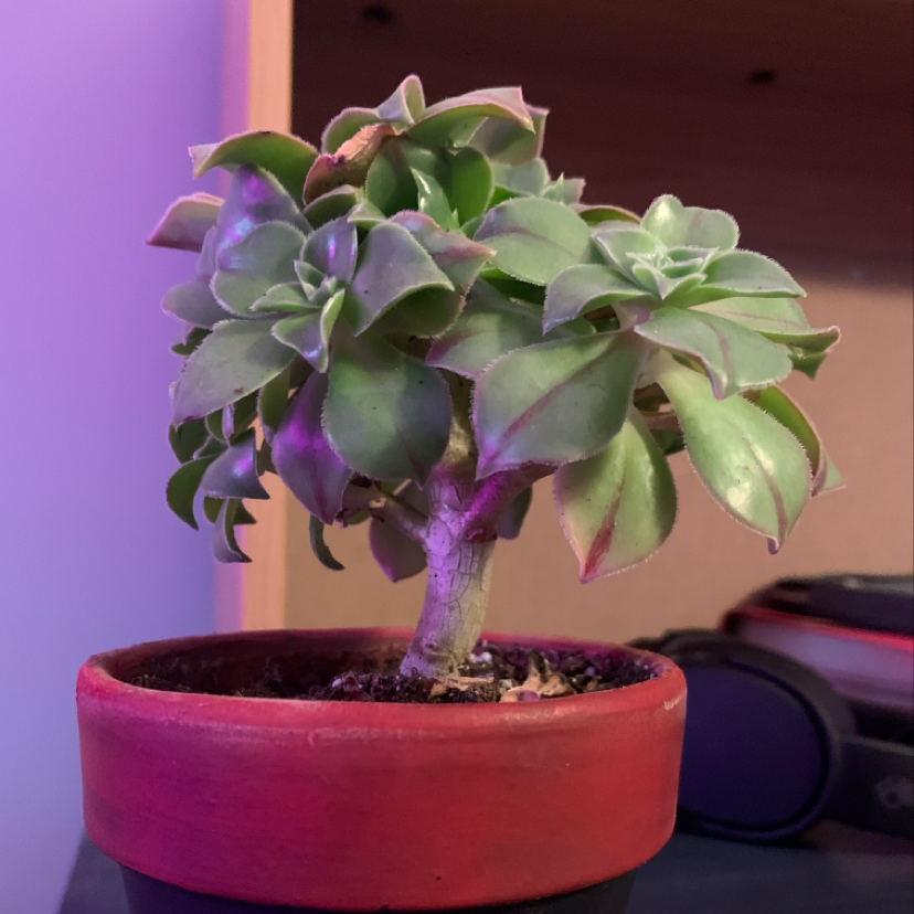 Potted Haworth's Aeonium plant with green leaves, healthy and well-framed.