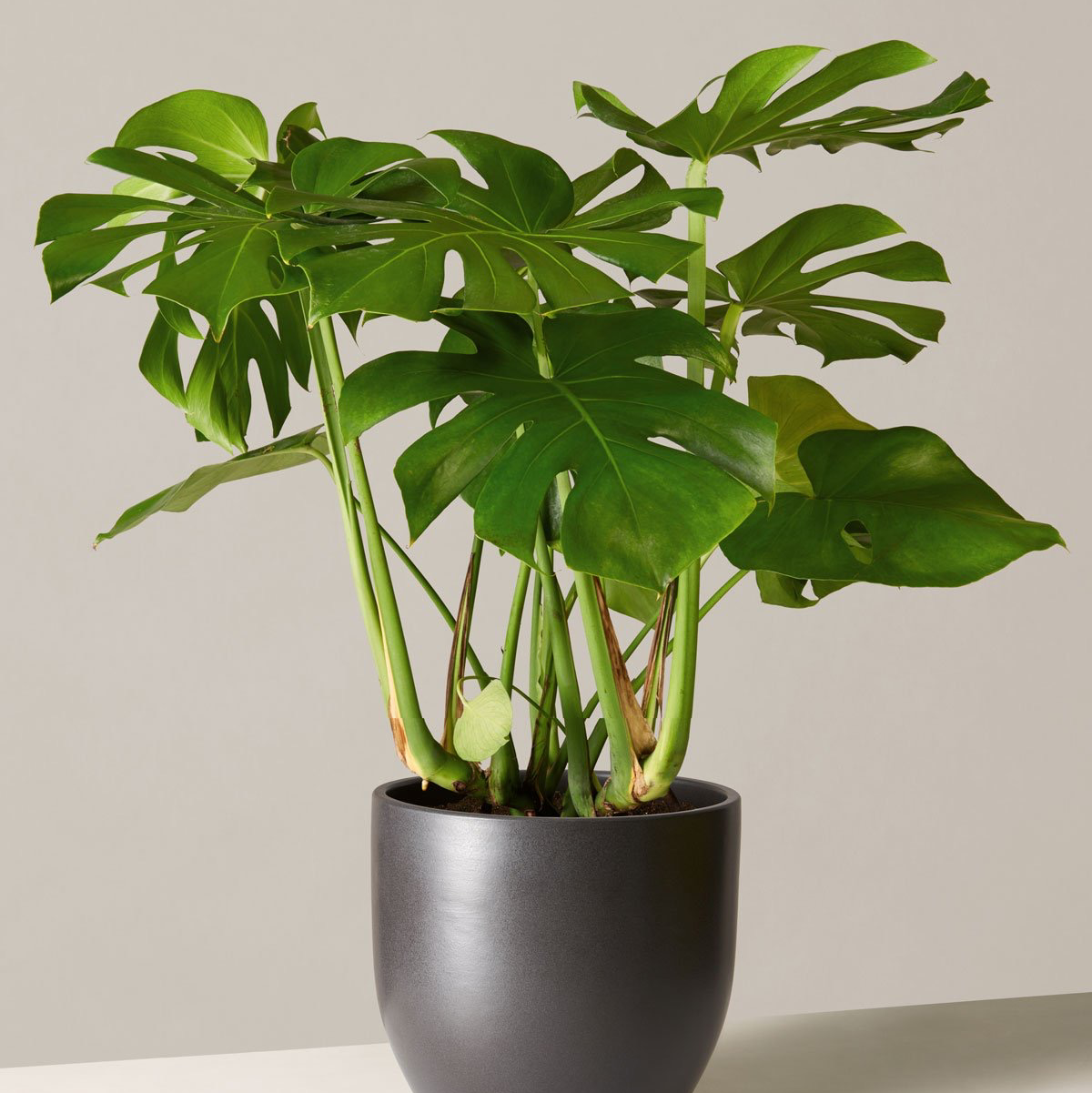 Healthy Monstera deliciosa plant with large green fenestrated leaves growing in a black plastic pot, well-framed photo.