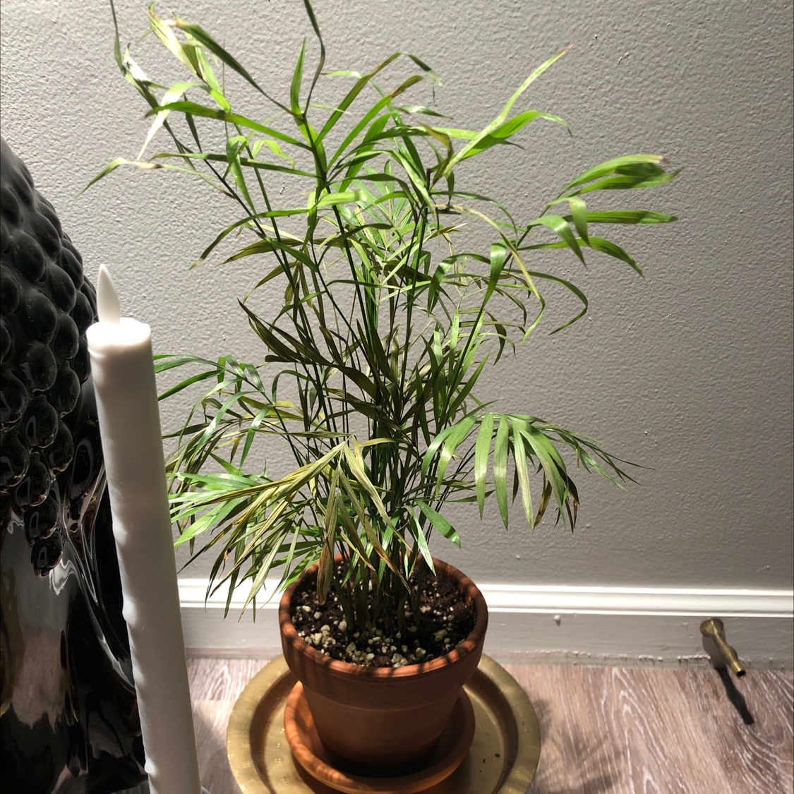Healthy cat palm houseplant with lush green fronds in a terra cotta pot, sitting on a wood floor indoors.