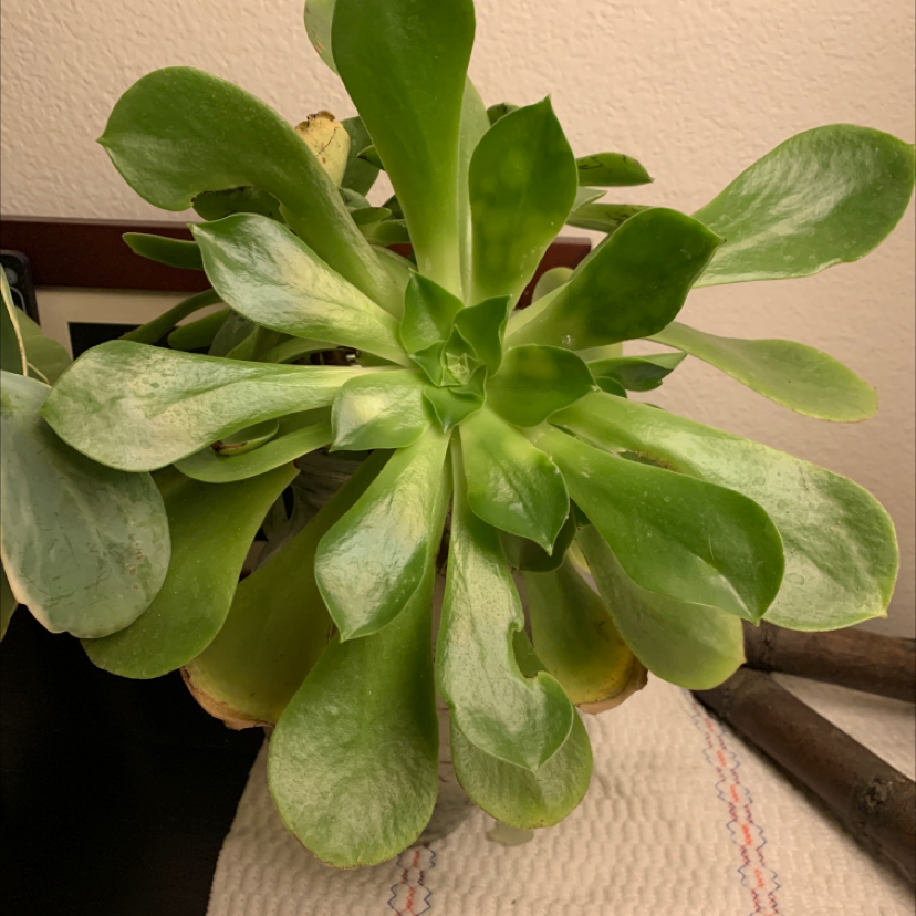 Healthy Tree Aeonium with vibrant green leaves, no visible signs of disease.