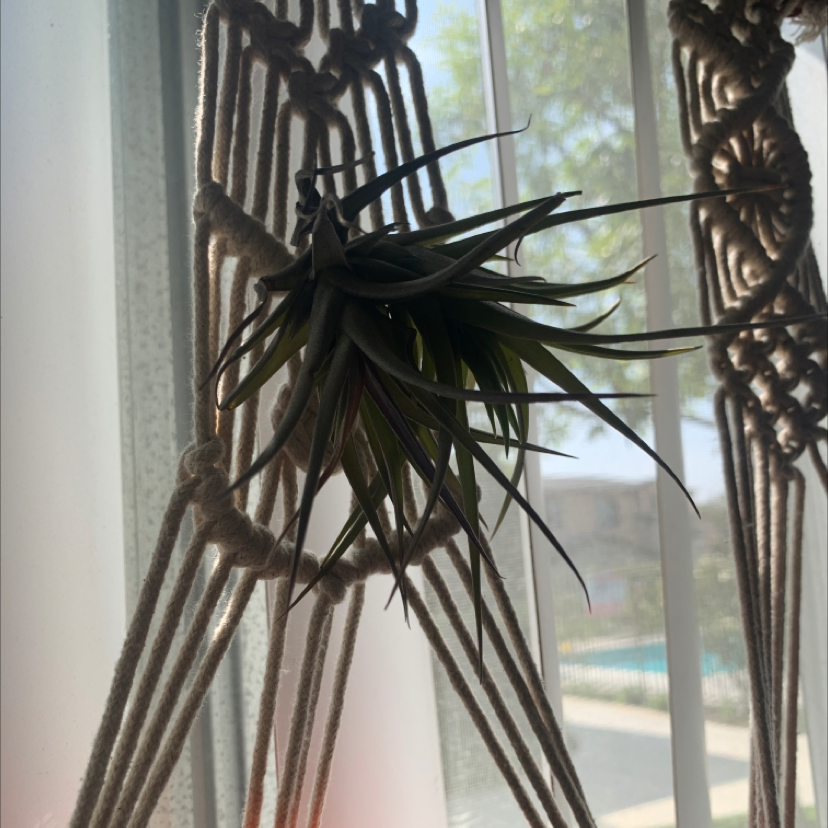 Close-up of a healthy zebra plant with dark green leaves and prominent white stripes, near a window with filtered light.
