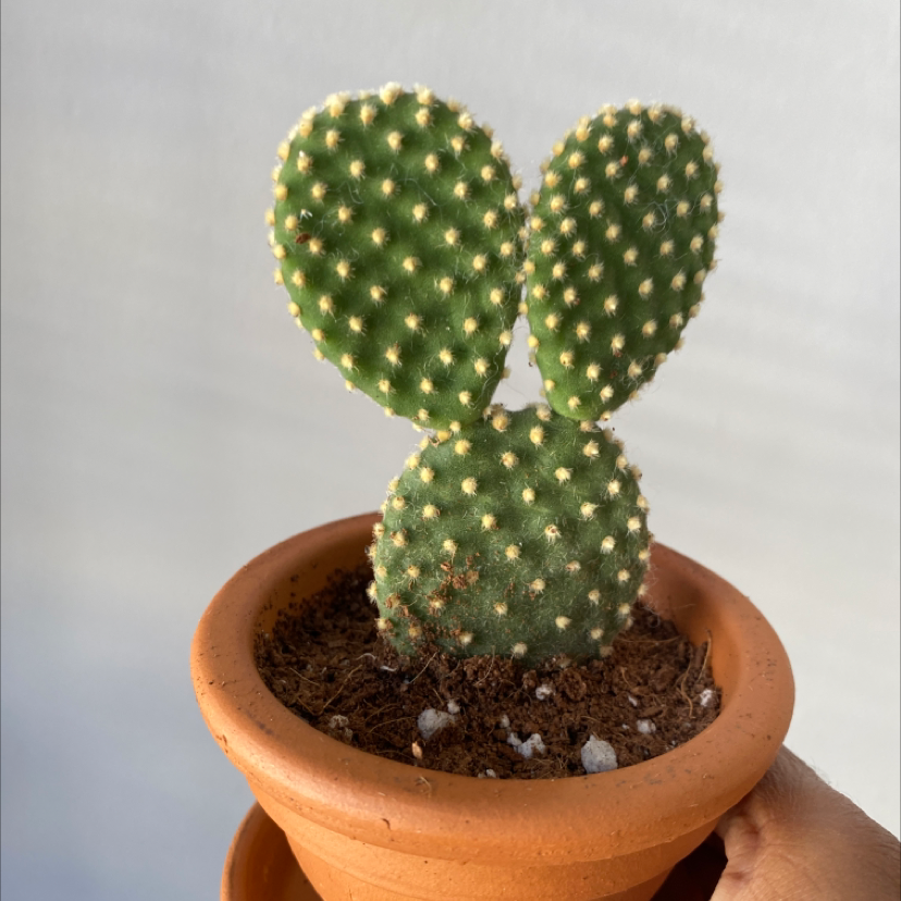 Bunny Ears Cactus (Opuntia microdasys) in a terracotta pot with visible soil.