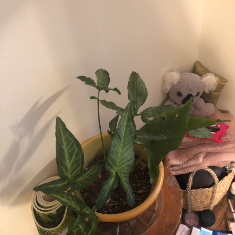 Healthy arrowhead plant in pot, with vibrant green foliage. Hand gently touching one leaf. Stuffed animal toy visible.