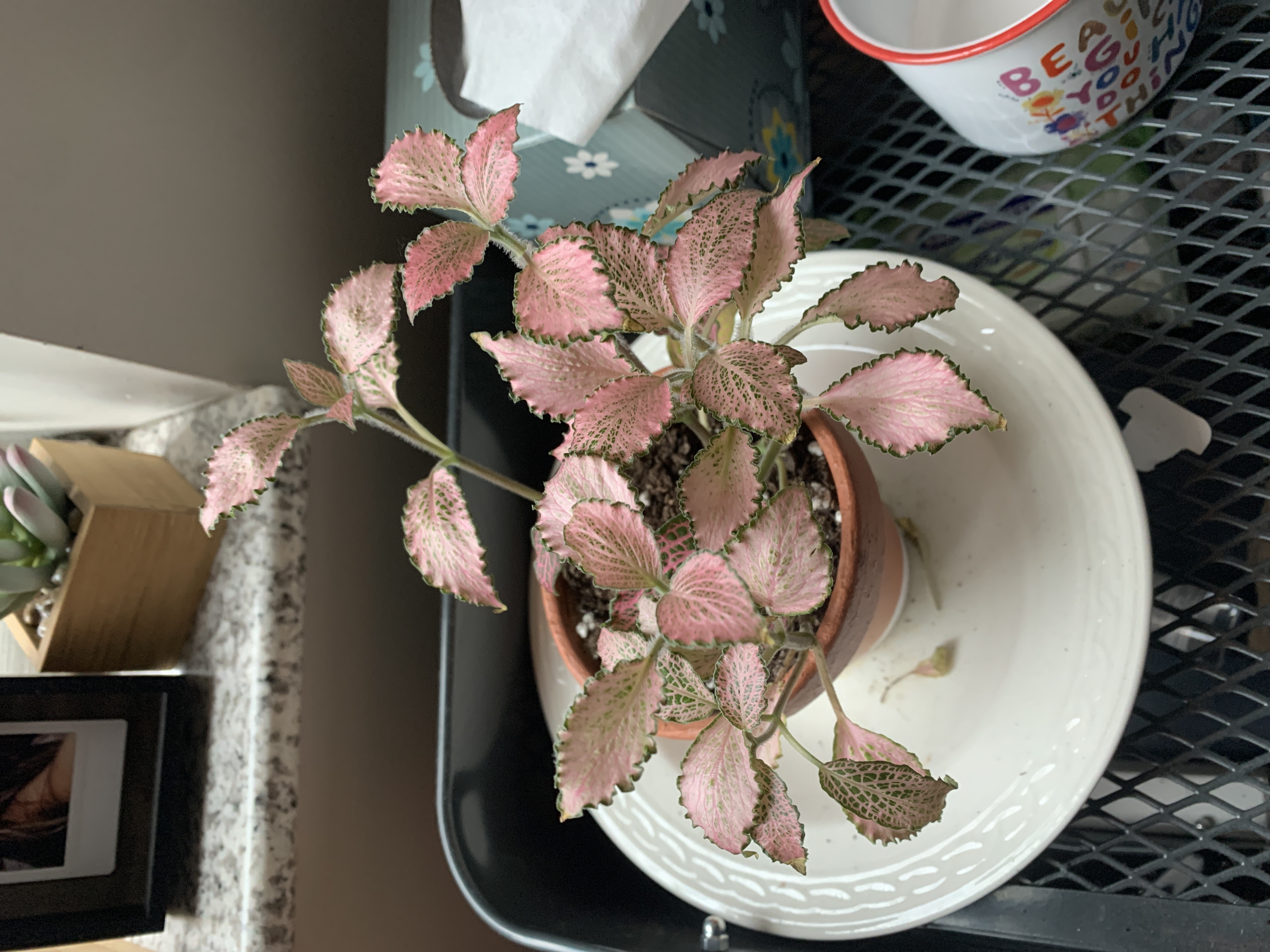 A human hand gently holding a healthy potted coleus plant with vibrant pink and green variegated leaves.