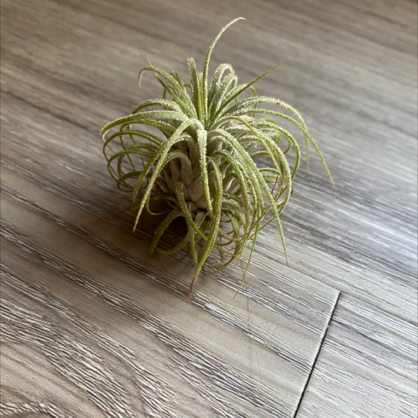 Close-up of a healthy Blushing Bride Air Plant with twisted silvery leaves on a wooden surface.